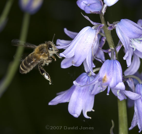 A Honeybee visits a Bluebell