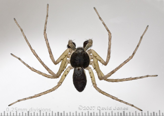 Male spider (Philodromus dispar?) - 1