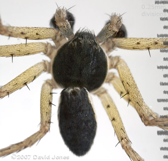 Male spider (Philodromus dispar?) - close-up