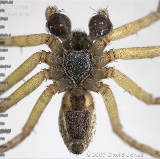 Male spider (Philodromus dispar?) - underside