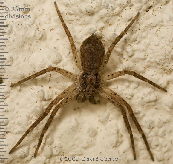 Male spider (unidentified) on wall