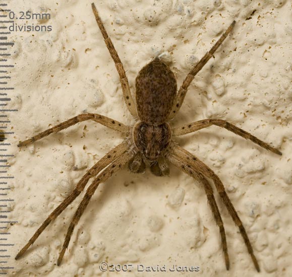 Male spider (unidentified) on wall