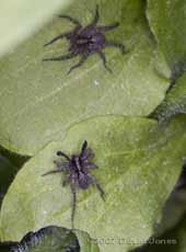  (unidentified) displays palps during courtship