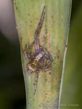 Spider mimics leaf patterns while waiting to ambush prey