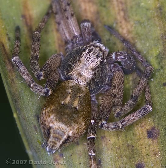 Spider mimics leaf patterns while waiting to ambush prey - close-up