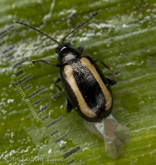 Turnip Flea Beetle (Phyllotreta undulata)?
