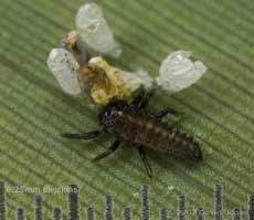 Larva of 2-Spot Ladybird