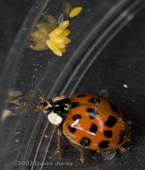 Harlequin Ladybird with eggs