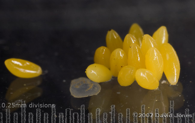 Harlequin Ladybird eggs - close-up