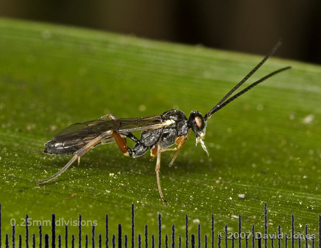 Ichneumon fly on bamboo
