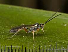 Ichneumon fly on bamboo