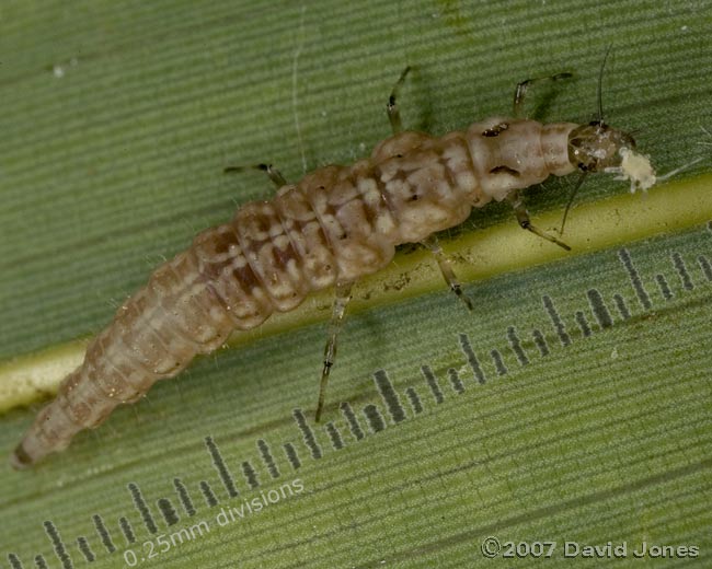 Brown Lacewing larva with aphid