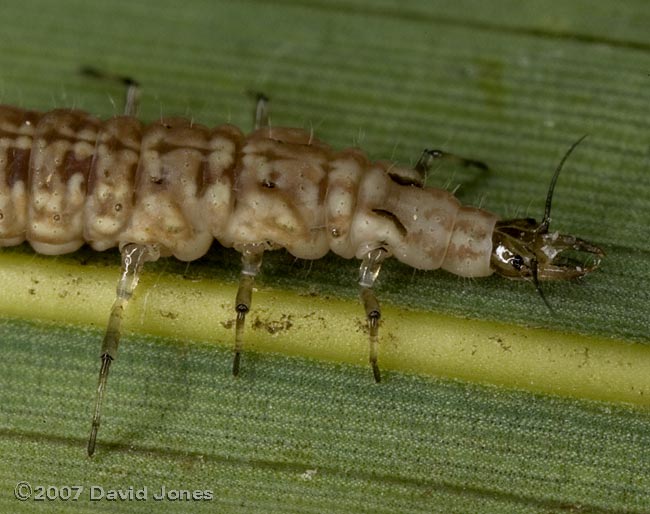 Brown Lacewing larva - close-up