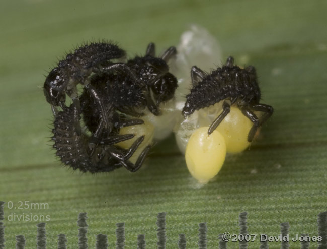 Newly hatched 2-spot Ladybird larvae