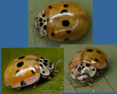 10-spot Ladybird