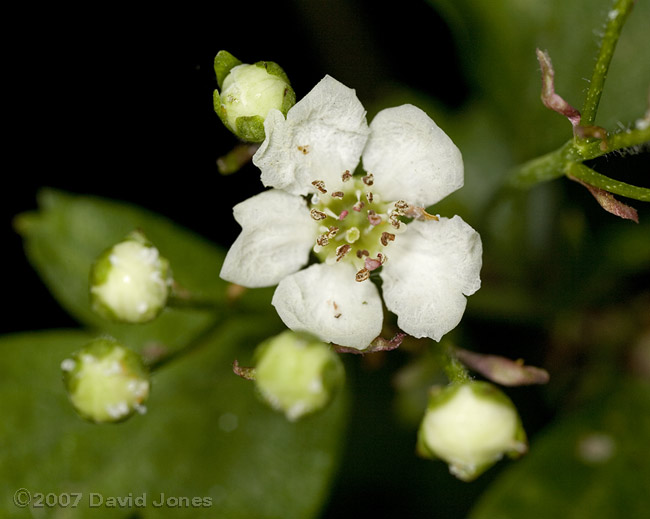 First Hawthorn flower of the year