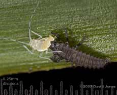 2-Spot Ladybird larva eats aphid