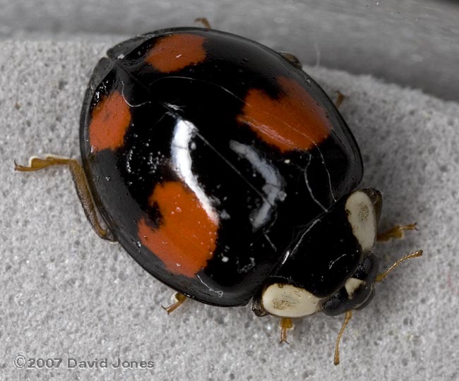 Harlequin Ladybird (Harmonia axyridis spectabilis)