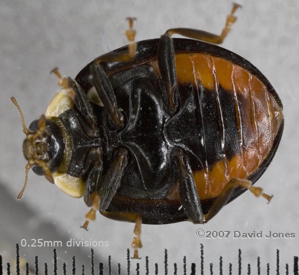 Harlequin Ladybird (Harmonia axyridis spectabilis) - ventral view