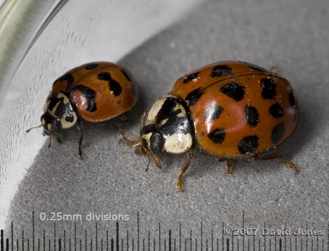 Harlequin Ladybird with unidentified ladybird