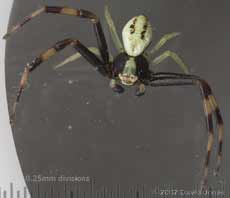 Male spider (Misumena vatia)