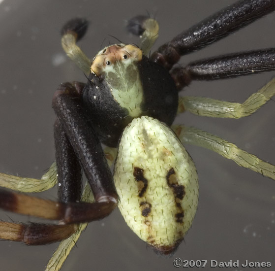 Male spider (Misumena vatia) - close-up