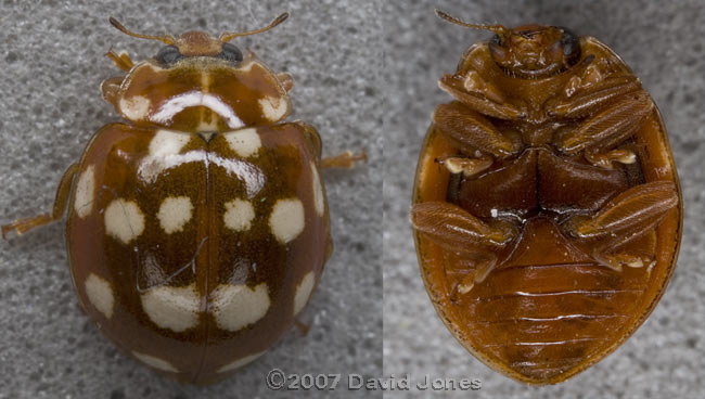 Cream-spot Ladybird, doral & ventral views