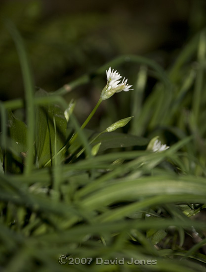 First Wild Garlic (Ramson) of the year