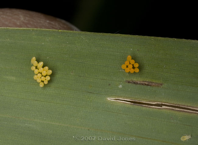 Two types of ladybird eggs on bamboo leaf
