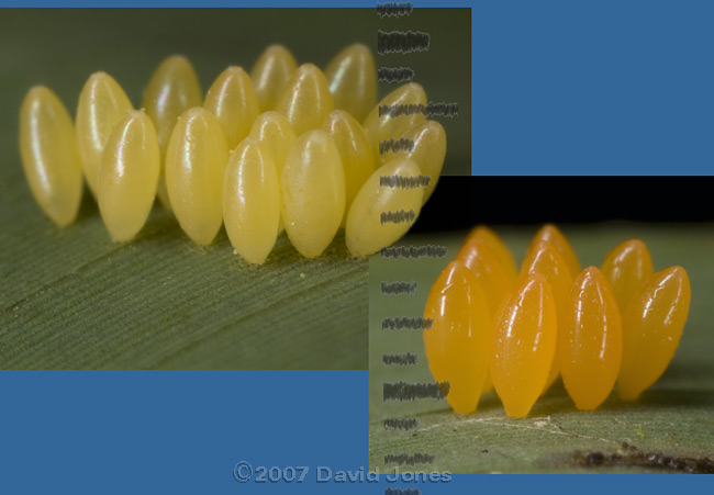 Two types of ladybird eggs - close-ups