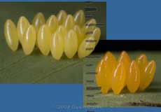 Two types of ladybird eggs - close-ups