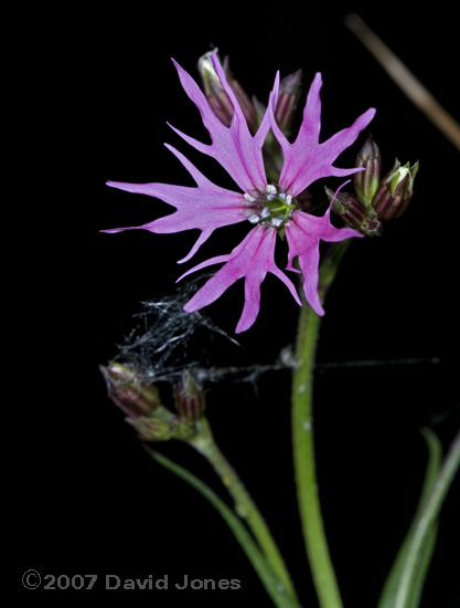 First Ragged Robin flower of the year