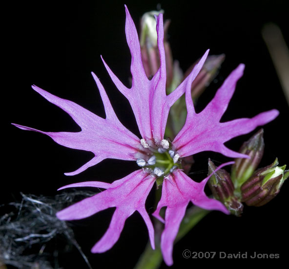 First Ragged Robin flower of the year - close-up
