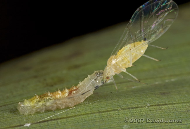 Hoverfly larva with aphid