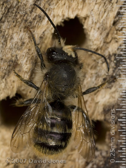 Solitary bee with growth(?) on its head, at bee hotel