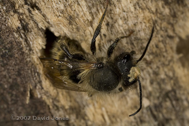 Solitary bee with growth(?) on its head, reversing into 3mm hole