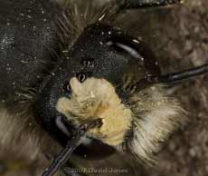 Close-up of growth on solitary bee's head