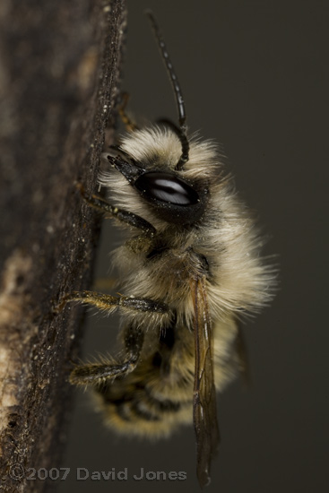 Solitary bee male at rest