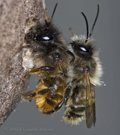 Solitary bee pair