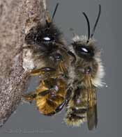 Solitary bee pair