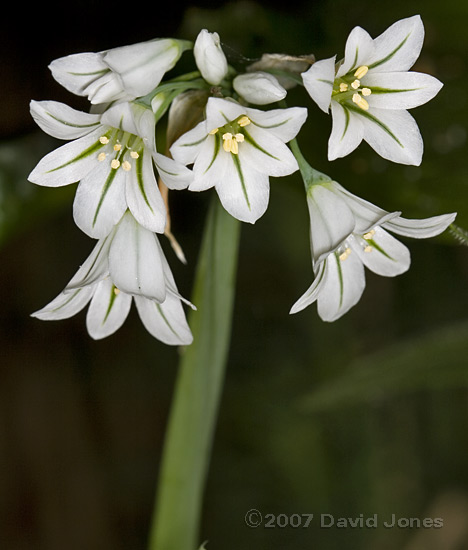 First Three-cornered Leek (Allium triquetrum) of the year