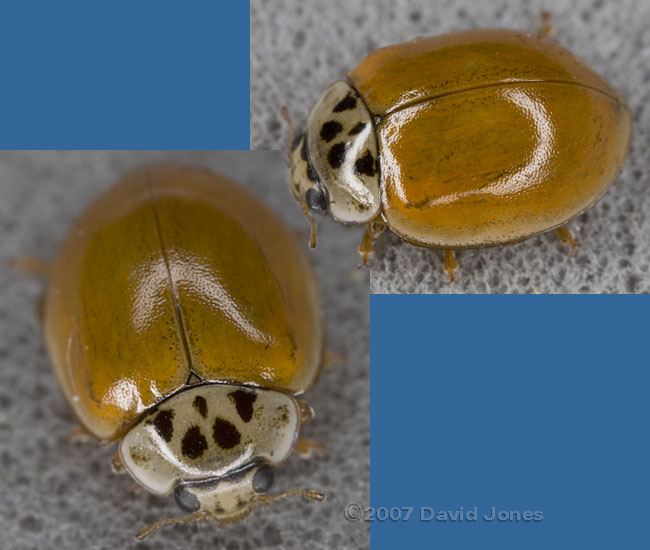 Ten-spot Ladybird with no spots - 1