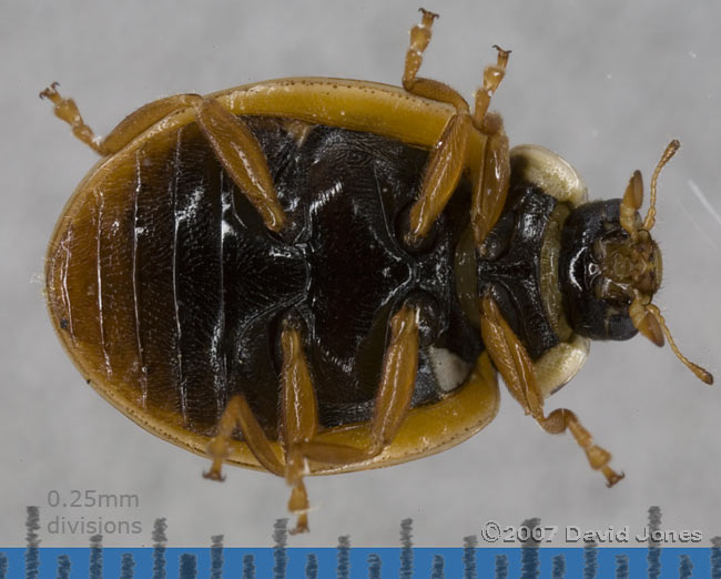 Ten-spot Ladybird with no spots - ventral view