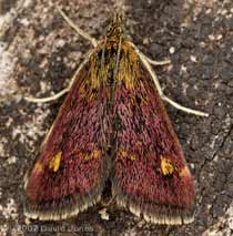 Pyrausta aurata, a micro-moth