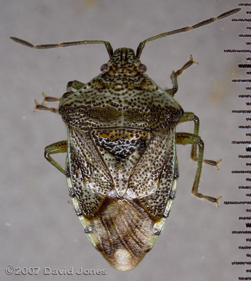 Parent Bug (Elasmucha grisea)