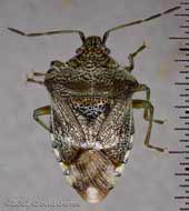 Parent Bug (Elasmucha grisea) 