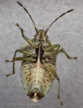 Parent Bug (Elasmucha grisea) - ventral view