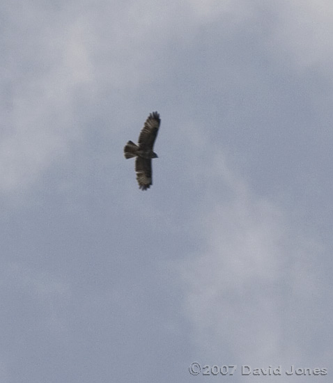 A Buzzard soars above us - a rare treat