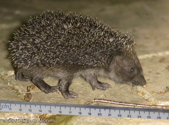 Baby Hedgehog, photographed at 6.30pm, 6 August