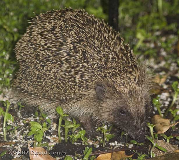 Mother Hedgehog eating sunflower kernels - photographed at 9.30am